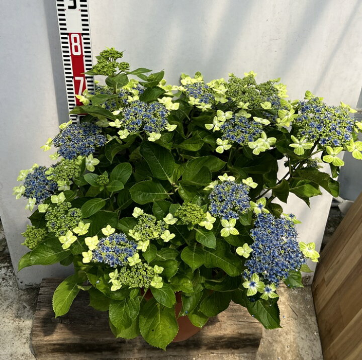 楽天市場】【現品発送】【花終わり・花なし】アジサイ（紫陽花 