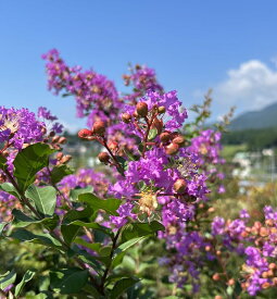 サルスベリ(百日紅)紫花　ディアパープル　樹高1.8m