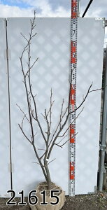 yIׂ錻izփGSmL Ifh c؁@1.6m`yt㔭z