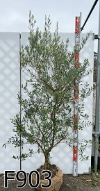 【現品発送】オリーブの木　細葉　大株　樹高1.6m～　苗木
