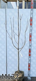 【現品発送】完全甘柿の木 麗玉（レイギョク）　樹高約1.6m　苗木