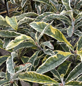 yizf̖؁itCrj@c(ږؕc) @1m@yM131z