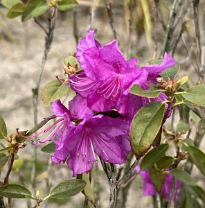 yizG]TLccWiڈΎj c؁@1.3m@K923