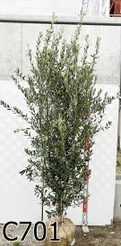 【現品発送】オリーブの木 シプレシーノ　特大サイズ　苗木　樹高約2.1m