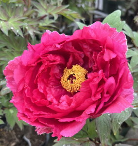 {^(O)@c؁@gPqiRELWVj@7