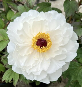 {^(O)@c؁@A߁iV}lJNj7