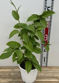 大実サルナシ（オオミサルナシ）　5号鉢植え　苗木(e12)