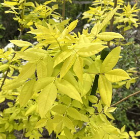 【選べる現品】黄金葉アオダモ　オーレア　樹高1.7m～　苗木