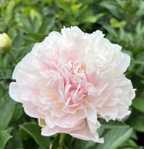 䉖ciVNNcj@PiJOqj@劔@6c