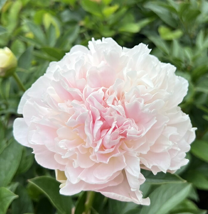 確認用 芍薬苗 支払わ