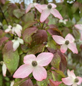 �y���i�z��ΎR�@�t�i��΃��}�{�E�V�j�@�ԉԁ@���g�����r�[�@�c�؁@����1.3m�@L136