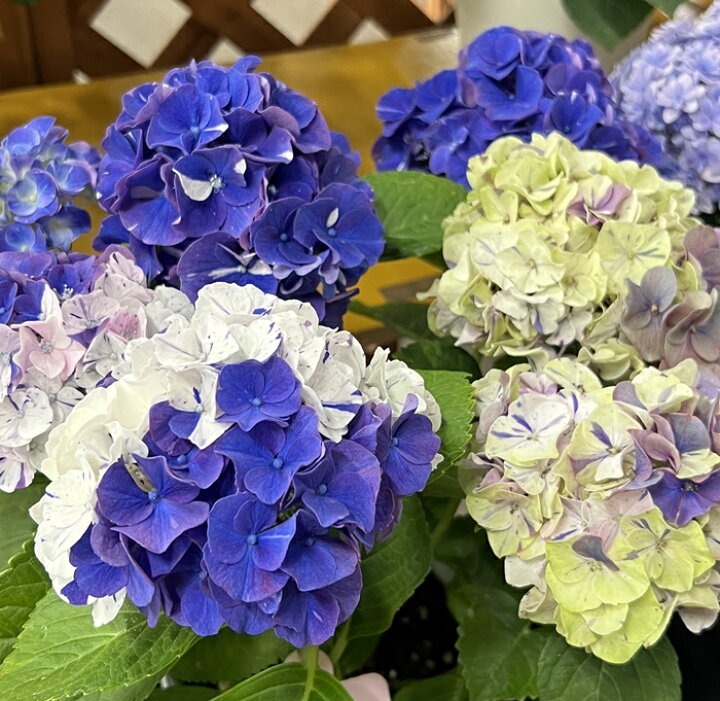 楽天市場】【予約品】【開花株】アジサイ（紫陽花・あじさい）新品種 