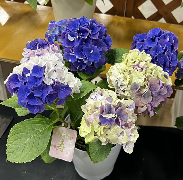 楽天市場】【花咲き進み・花傷み】アジサイ（紫陽花・あじさい）新品種  