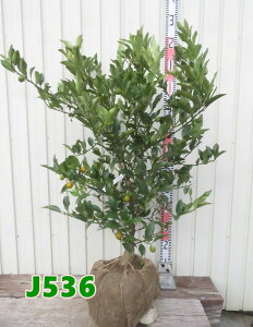 yIׂ錻izՂ܂@ȂLJ@c؁@70cm`80cmyJz