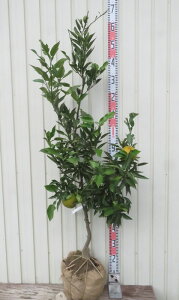 yizWoi΂j @c؁yJz580