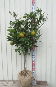 yizWoi΂j @c؁yJz581