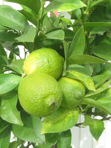 yiz̖؁@c؁@12A@yJz588