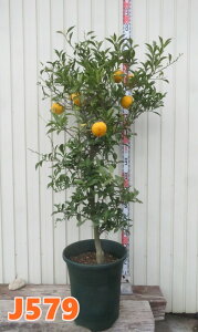 yIׂ錻iz{Mq(zY)@c؁@12AyJz