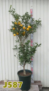 yIׂ錻iz{Mq(zY)@c؁@12AyJz