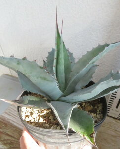 yizAKx @IoeBtHA@6A@c؁yAKz304