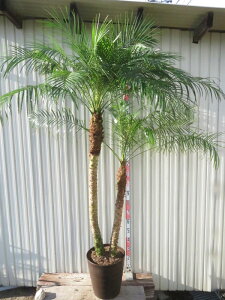 yiztFjbNX @xj[ @@12tO[AyAKz301