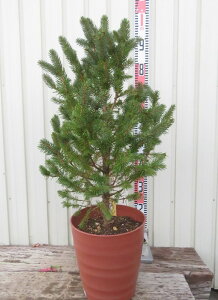 yizsZAEvQXgEq@X[p[u[@c؁@8tO[yFAz101