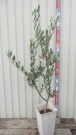 【現品発送】オリーブの木　ミッション　苗木　6号スクエア鉢植え　苗木【FA】102