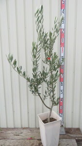 yizI[u̖؁@~bV@c؁@6XNGAA@c؁yFAz102