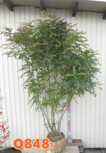 yIׂ錻izV}glR@ @c؁@1.8m`@y؁@V{c[z