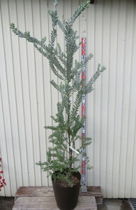 yizAJVA@u[ubV@c؁@12tO[AyAKz195