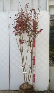 �y���i�����z�і؁i�j�V�L�M�j�c�؁@�������@����1.4m�yAK�z26