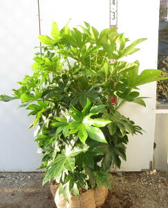 yizcf@劔@H90cm×W80cm×W60cm@c؁yRz332