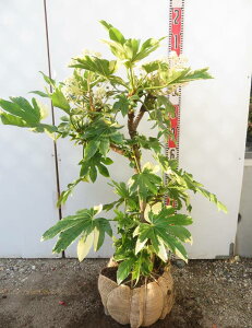 yiztCcf(胄cf)@oGK[^@c؁@H80cm×W60cm×W50cm@A1732