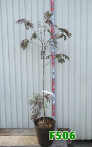 yIׂ錻izlmL@T}[`R[g@c؁@9tO[AyFz