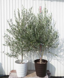 【選べる現品発送】オリーブの木　ミッション　苗木　12号フレグラー鉢植え【P】