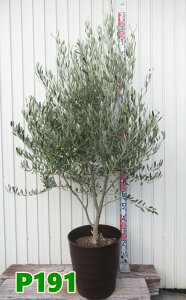 yIׂ錻izI[u̖؁@~bV@c؁@12tO[AyPz