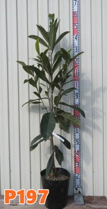 �y�I�ׂ錻�i�����z����r���@�Ȃ����@ �ڂ��ؕc�@�c�؁@8���yP�z1.2m�`1.3m