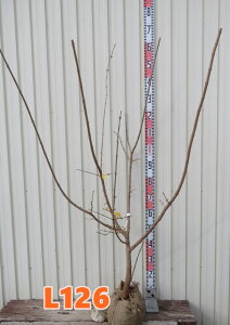 yizX~iEoCjitNWjc؁@1.3m@L126