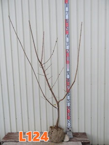 �y���i�����z�X�~�i���E�o�C�j�����i�t�N�W���j�c�؁@����1.3m�@L124