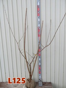 yizX~iEoCjitNWjc؁@1.3m@L125