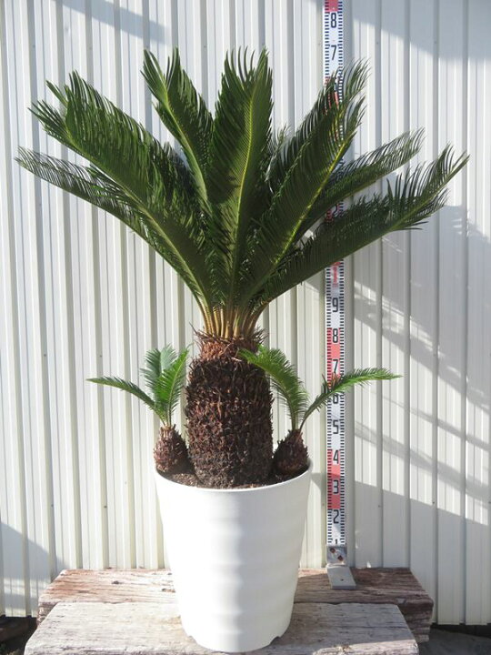 楽天市場】【現品発送】ソテツ（蘇鉄) 大株 幹太 43型フレグラー鉢植え 