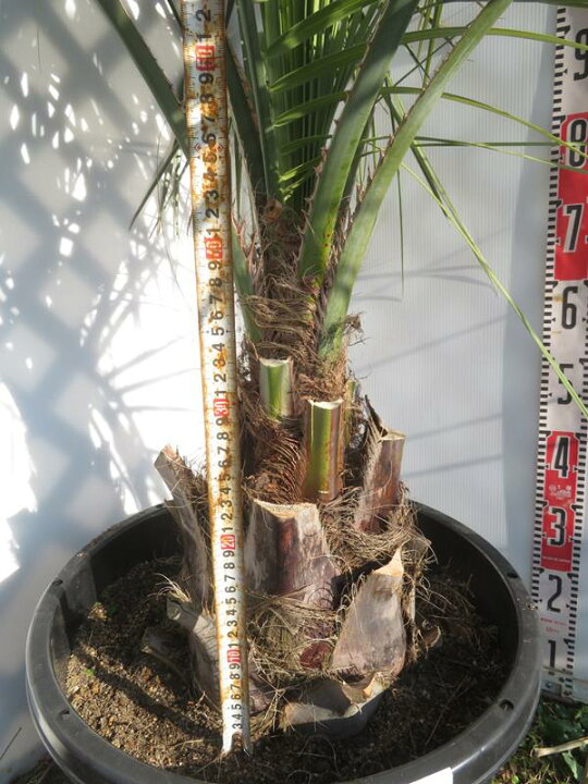 楽天市場】【現品発送】ココスヤシ 大株 根巻き 苗木【L】288 : 千草園芸