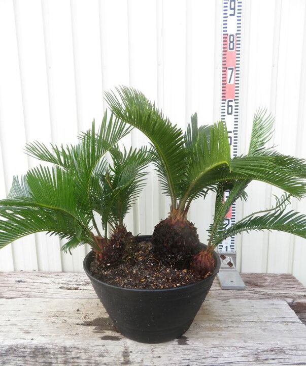 楽天市場】【現品発送】ソテツ（蘇鉄) 苗木 33型セラアート丸鉢植え 
