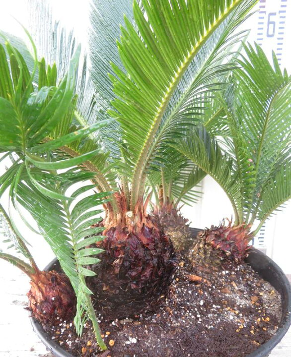 楽天市場】【現品発送】ソテツ（蘇鉄) 苗木 33型セラアート丸鉢植え 