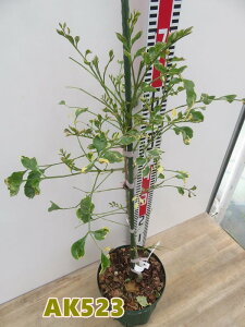 �y�I�ׂ錻�i�����z������V�}�g�l���R�@�c�؁@6�����A���@������50cm�yAK�z