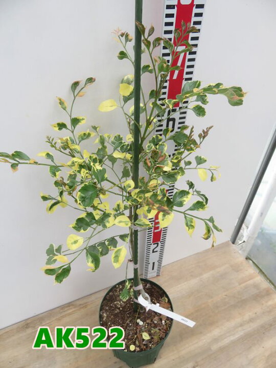 楽天市場】【選べる現品発送】斑入りシマトネリコ 苗木 6号鉢植え 樹高 