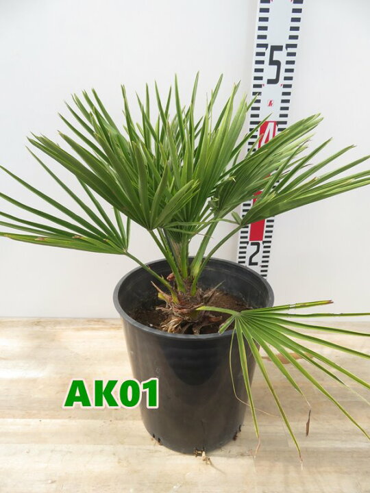 楽天市場】【選べる現品発送】チャメロプス ボルケーノ 7号鉢植え 苗木 