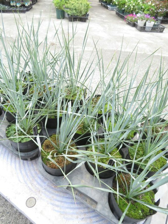 楽天市場】ユッカ ロストラータ 4.5号鉢植え 苗木（f04） : 千草園芸 ロストラータ④