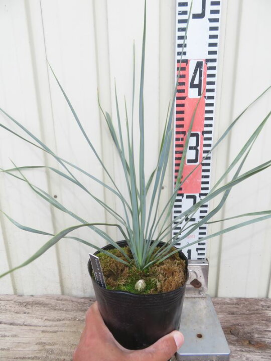 楽天市場】ユッカ ロストラータ 4.5号鉢植え 苗木（f04） : 千草園芸