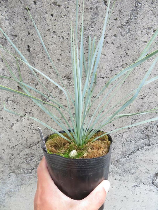 楽天市場】ユッカ ロストラータ 4.5号鉢植え 苗木（f04） : 千草園芸